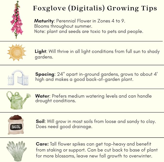 Clovers Garden Foxglove (Digitalis purpurea) Camelot Mix Plants – Two (2) Live Plants – Non-GMO - Not Seeds - Each 4" to 8" Tall – in 4" Inch Pots – Tall Flowering Spikes, Hummingbird Favorite
