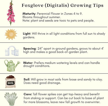 Clovers Garden Foxglove (Digitalis purpurea) Camelot Mix Plants – Two (2) Live Plants – Non-GMO - Not Seeds - Each 4" to 8" Tall – in 4" Inch Pots – Tall Flowering Spikes, Hummingbird Favorite