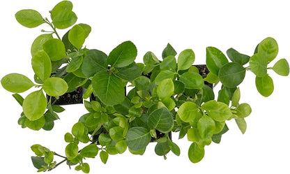 6 Live Manhattan Euonymus Plants (Euonymus Kiautschovicus ‘Manhattan’) – Evergreen Shrub for Hedges, Thriving in 2.5” Nursery Cubes