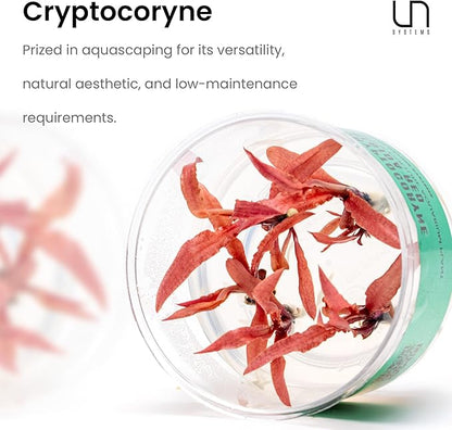 Ultum Nature Systems Cryptocoryne Affinis Red Tissue Culture Live Plant for Aquarium, Aquascape, Freshwater Fish Tanks - 100% Snail Free in Vitro