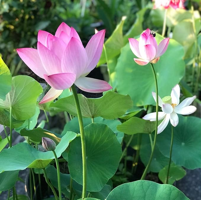 10pcs Pre-Sprouted Mixed Color Bonsai Bowl Lotus - Ideal Indoor and Outdoor Aquatic Plants, Ready to Thrive
