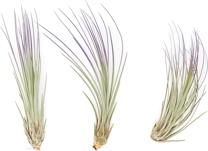 Purple Colorful Tillandsia Air Plants - Long Lasting Color Enhanced Live Tillandsia Succulent House Plants - Home and Garden Decor - Easy Care Indoor and Outdoor (Juncea, Single)