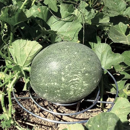 Park Seed Galvanized Steel Melon Cradle for Growing Your Own Fruits and Vegetables (5 Pack)