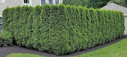 Ten Pack of Emerald Arborvitaes - Evergreen Privacy Hedge - 10 Live Plants Shipped 1 to 2 Feet Tall by DAS Farms (No California)