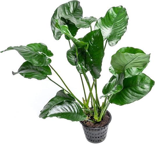 SubstrateSource Anubias Live Aquarium Plants - Potted Freshwater Plant for Fish Tanks, Terrariums - Beginner Friendly Low Light (Barteri Broad Leaf, Mother Plant)