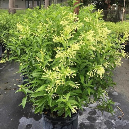 Night Blooming Jasmine Live Plant - Cestrum Nocturnum. Fragrant Flowering Shrub for Garden, Patio or Window (2 ngt.jas Cups)