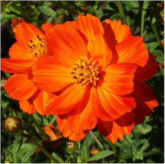 Red Crest Cosmos - Long Blooming Season