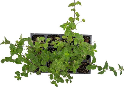 12 Lavender Lantana in 2.5” Nursery Cubes (Lantana montevidensis) | Evergreen Shrub for Hanging Baskets, Containers & Sunny Landscapes | Ready-to-Plant Live Starter Plants