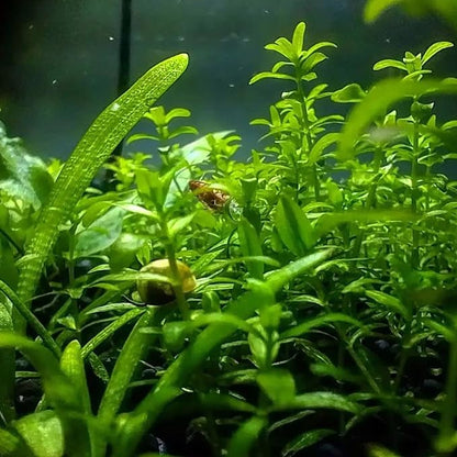 Greenpro | Pearl Weed Hemianthus Micranthemoides Potted US Farm Live Aquarium Plants Midground for Fish Tank Decoration