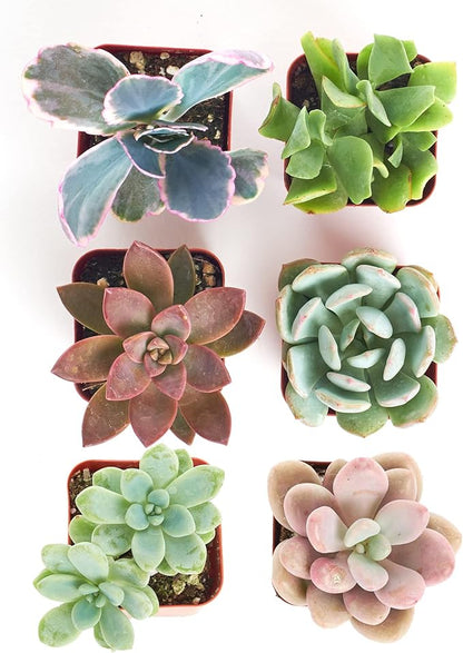 Shop Succulents Pastel Succulent Plant Pack Collection - Live Mini Succulent Plants, Low Maintenance, Bright & Serene Colors & Textures - Wedding and Party Favors, Gift & Garden, Pack of 6