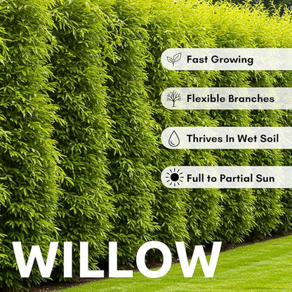 100 Hybrid Willow Trees - Fast Privacy Trees or Shade - Space 1-2 Feet Apart - Austree Willow Grow 6-10 Feet Per Year - Privacy Hedge