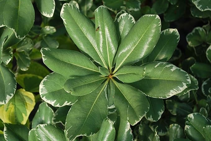 Variegated Pittosporum | 20 Live Plants | Pittosporum Tobria Variegatum | Evergreen Border Accent Hedge Shrub