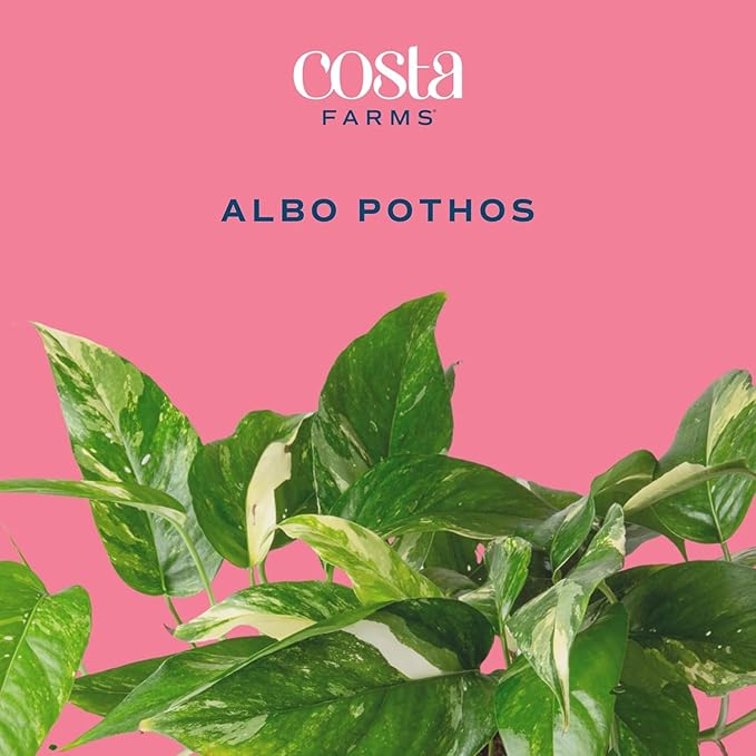 Costa Farms Albo Pothos Live Plant | Easy to Grow Trailing or Climbing Vine Houseplant | 1 Foot Tall | 6-Inch Self-Watering Indoor Plant Pot | Housewarming Gift | Room Decor