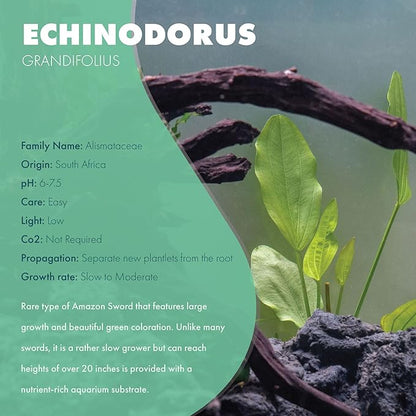 SubstrateSource Echinodorus Grandifolius Sword Live Plant for Freshwater Aquariums, Natural Fish Tank Decorations, and Aquatic Decor (1 Pot (2-3 Plants))
