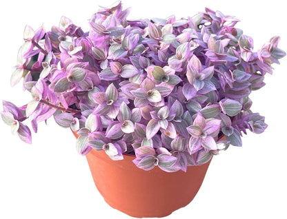 Live Succulent 4" Callisia Repens Pink Lady Turtle Vine, Succulents Plants Live Fully Rooted House Plant for Home Office Decoration, DIY Projects by The Succulent Cult