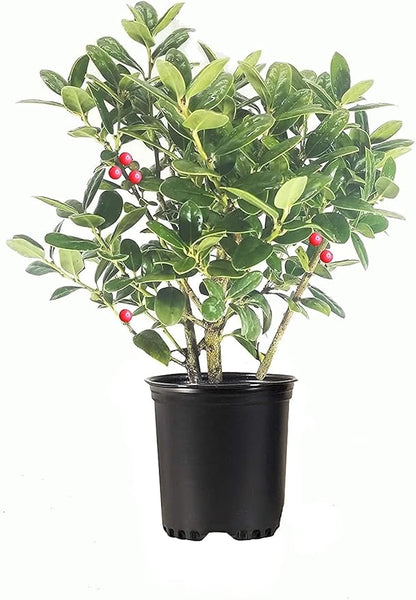 Burfordi Holly | 5 Quart Size Plants | Ilex Cornuta | Fast Growing Evergreen Shrubs, Privacy Hedge Plants, Dark Green Foliage, Low Maintenance Landscaping, Ideal for Hedges and Borders