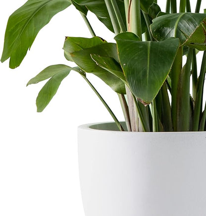 Kante 16.5" Dia Round Concrete Planter, Large Outdoor Modern Indoor Decorative Plant Pots with Drainage Hole and Rubber Plug for Home and Garden, Pure White