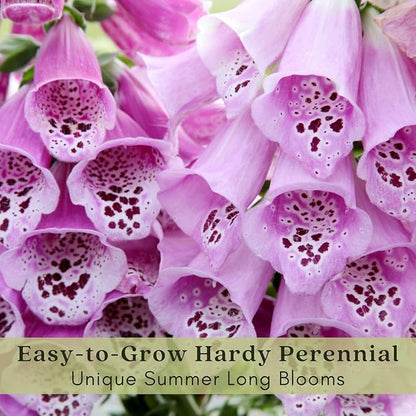 Clovers Garden Foxglove (Digitalis purpurea) Camelot Mix Plants – Two (2) Live Plants – Non-GMO - Not Seeds - Each 4" to 8" Tall – in 4" Inch Pots – Tall Flowering Spikes, Hummingbird Favorite