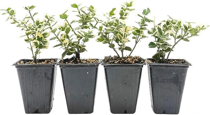 4 Emerald Gaiety Euonymus in 3.5" Nursery Cubes | Euonymus fortunei ‘Emerald Gaiety’ | Live Plants | Variegated Evergreen Shrub for Borders, Groundcover & Containers