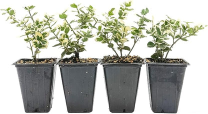 4 Emerald Gaiety Euonymus in 3.5" Nursery Cubes | Euonymus fortunei ‘Emerald Gaiety’ | Live Plants | Variegated Evergreen Shrub for Borders, Groundcover & Containers