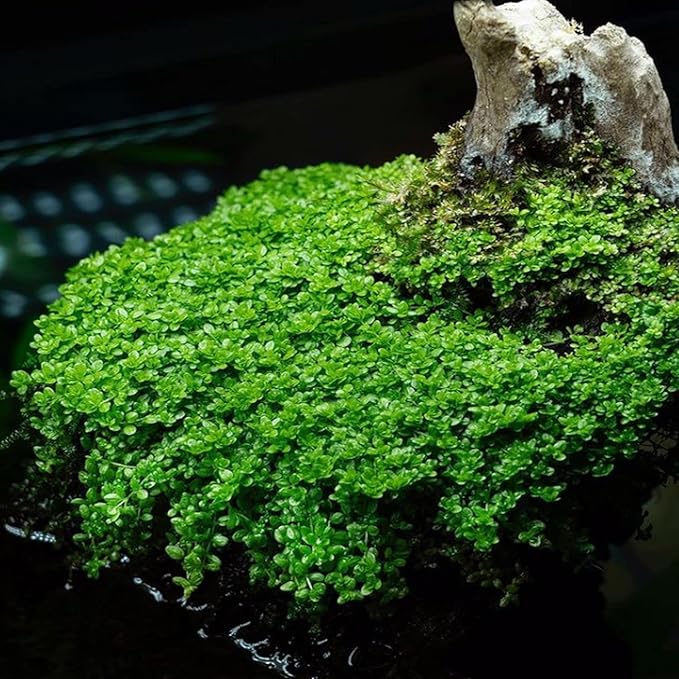 Mainam Dwarf Baby Tears Hemianthus Callitrichoides Tissue Culture US Nursery Live Aquarium Plants Decorations Freshwater Fish Tank Aquatic Plant3 Days Pond Tropical