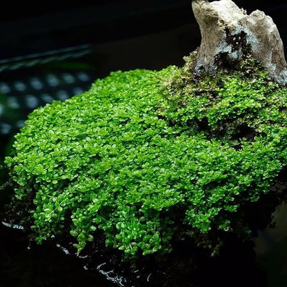 Mainam Dwarf Baby Tears Hemianthus Callitrichoides Tissue Culture US Nursery Live Aquarium Plants Decorations Freshwater Fish Tank Aquatic Plant3 Days Pond Tropical