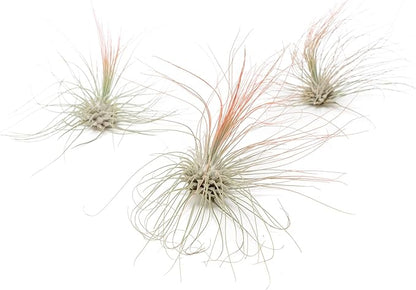 Coral Colorful Tillandsia Air Plants - Long Lasting Color Enhanced Live Tillandsia Succulent House Plants - Home and Garden Decor - Easy Care Indoor/Outdoor Plants (Argentea Thin, Pack of 3)