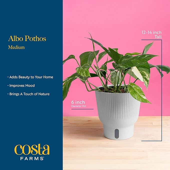 Costa Farms Albo Pothos Live Plant | Easy to Grow Trailing or Climbing Vine Houseplant | 1 Foot Tall | 6-Inch Self-Watering Indoor Plant Pot | Housewarming Gift | Room Decor