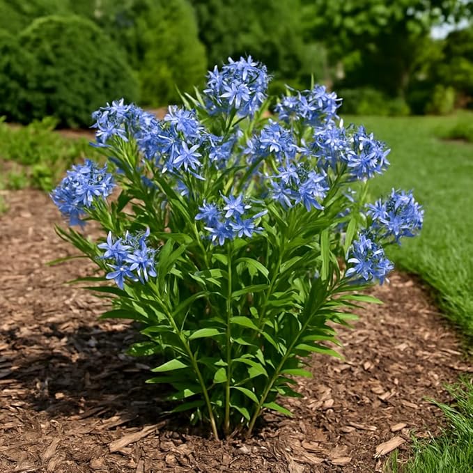 Perennial Farm Amsonia X 'Blue Ice' – Live Perennial in #1 Container, Clusters of Deep Blue Star-Shaped Blooms, Compact Habit, Drought Tolerant, Low Maintenance, Ideal for Borders & Landscapes