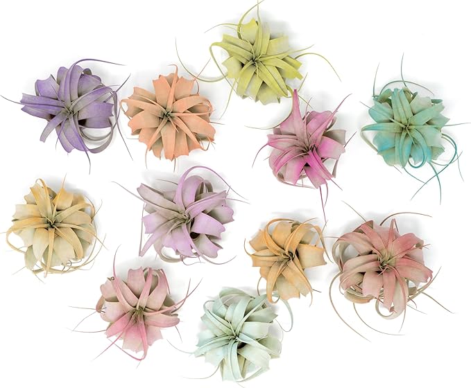 Coral Colorful Tillandsia Air Plants - Long Lasting Color Enhanced Live Tillandsia Succulent House Plants - Home and Garden Decor - Easy Care Indoor/Outdoor Plants (Mini Xerographica, Single)