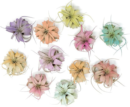 Coral Colorful Tillandsia Air Plants - Long Lasting Color Enhanced Live Tillandsia Succulent House Plants - Home and Garden Decor - Easy Care Indoor/Outdoor Plants (Mini Xerographica, Single)