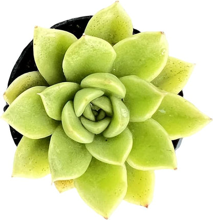 Sprout N Green Echeveria 'Gilva', Live Succulent Plant Fully Rooted in 2" Pots with Soil Mix, Real Houseplant for Indoor Outdoor Home Office Wedding Decoration Party Favor