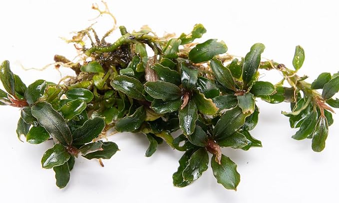 SubstrateSource Bucephalandra Catherinae Mini Live Aquarium Plant - Natural Freshwater Fish Tank Decorations, Aquatic Decor (Plant (10-15 Leaves))