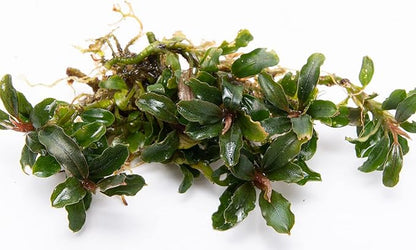 SubstrateSource Bucephalandra Catherinae Mini Live Aquarium Plant - Natural Freshwater Fish Tank Decorations, Aquatic Decor (Plant (10-15 Leaves))