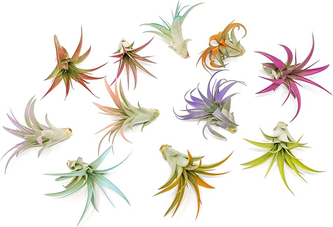 Lavender Colorful Tillandsia Air Plants - Long Lasting Color Enhanced Live Tillandsia Succulent House Plants - Home and Garden Decor - Easy Care Indoor and Outdoor Air Plant