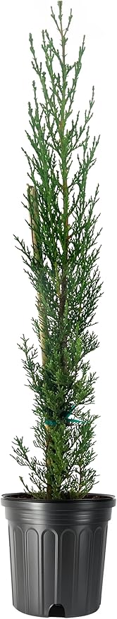 Italian Cypress | 2 Large Gallon Size Trees | Cupressus sempervirens | Narrow Evergreen Plants | Tall Privacy Landscaping | Upright Ornamental Outdoor Plant