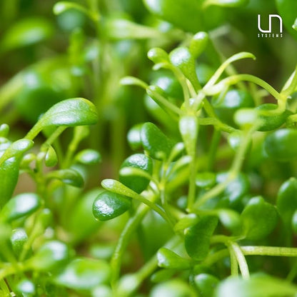 Ultum Nature Systems Glossostigma Elatinoides Tissue Culture Live Plant for Aquarium, Aquascape, Freshwater Fish Tanks - 100% Snail Free in Vitro