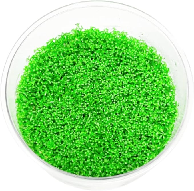 Mainam Dwarf Baby Tears Hemianthus Callitrichoides Tissue Culture US Nursery Live Aquarium Plants Decorations Freshwater Fish Tank Aquatic Plant3 Days Pond Tropical