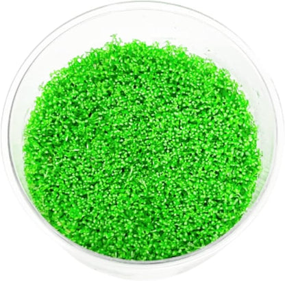 Mainam Dwarf Baby Tears Hemianthus Callitrichoides Tissue Culture US Nursery Live Aquarium Plants Decorations Freshwater Fish Tank Aquatic Plant3 Days Pond Tropical