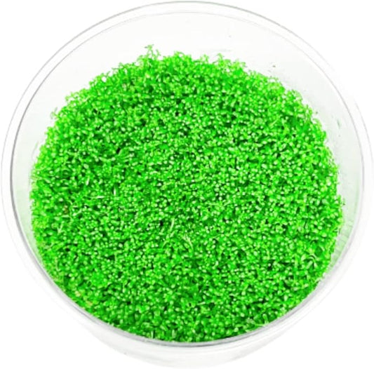 Mainam Dwarf Baby Tears Hemianthus Callitrichoides Tissue Culture US Nursery Live Aquarium Plants Decorations Freshwater Fish Tank Aquatic Plant3 Days Pond Tropical