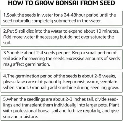 4 Bonsai Tree Seeds with Complete Growing Kit & Wooden Planter Box, Indoor Bonsai Tree Starter Kit, Great Potted Plants DIY Gift for Adults