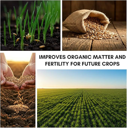 Winter Rye Seeds – Non-GMO Rye Grain Cover Crop – 25 Pound Bag for Soil Health & Weed Control