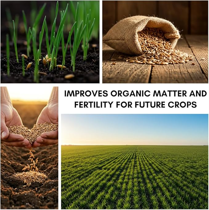 Rye Grain Seeds – 15 lbs – Open-Pollinated Cover Crop and Forage Mix for Soil Improvement, Erosion Control, and Deer Food Plots