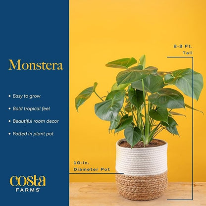 Costa Farms Monstera, Swiss Cheese Plant Live Plants in Decorative Pot,Large Indoor Houseplant, Perfect for Home, Room, or Office Decor, Great House Warming or Birthday Gift, 2-3 Feet Tall, Pack of 2