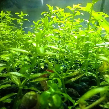 Mainam Pearl Weed Hemianthus Micranthemoides Potted US Nursery Live Aquarium Plants Decorations Freshwater Fish Tank Aquatic Plant3 Days Live Guaranteed