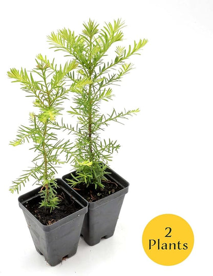 2 Coastal Redwood in 3.5” Nursery Cubes (Sequoia sempervirens) | Majestic Evergreen Tree for Shade, Privacy & Wildlife Support | Ready-to-Plant Live Starter Plants