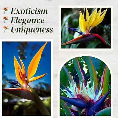 Bird of Paradise Plants Live (4-Pack), Strelitzia Plants with Perennial Orange (2) and White (2) Flowers, Indoor/Outdoor Plants, Exotic Tropical Decor, Not Artificial, 6-10" Height. 2" Pot.