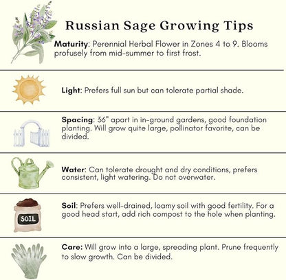 Clovers Garden Russian Sage Plants – Two (2) Live Plants – Non-GMO - Not Seeds - Each 4" to 8" Tall – in 4" Inch Pots – Hardy Flowering Perennial, Pollinator Favorite