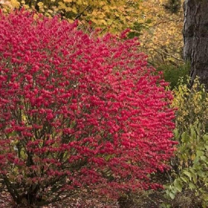 Burning Bush Shrub, Dwarf Burning Bush Live Plant in 4 Inch Pot, Red Shrub No Shipping to N.Y. CA, or MA, ME, VT, NH, NY