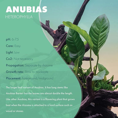 SubstrateSource Anubias Live Aquarium Plants - Potted Freshwater Plant for Fish Tanks, Terrariums - Beginner Friendly Low Light (Heterophylla, 3 Pots)